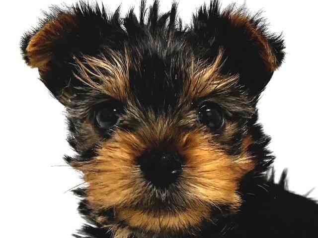 奈良県のヨークシャーテリア (ひごペットフレンドリー奈良パワーシティ店/2025年10月18日生まれ/女の子/スチールブルータン)の子犬