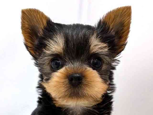 広島県のヨークシャーテリア (ひごペットフレンドリーゆめタウン廿日市店/2025年10月18日生まれ/男の子/スチールブルータン)の子犬