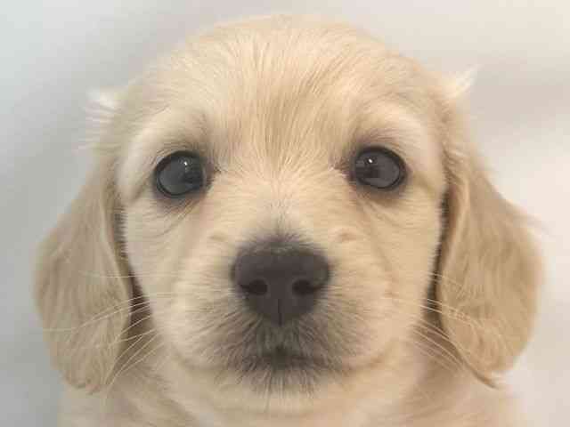 大阪府のミニチュアダックスフンド(ロング) (ひごペットフレンドリー堺プラットプラット店/2025年10月20日生まれ/男の子/イエロー)の子犬の1枚目の画像