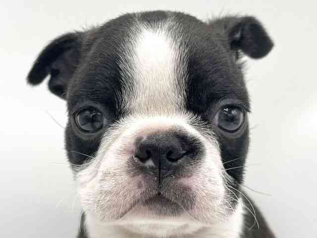 大阪府のボストンテリア (ひごペットフレンドリーららぽーとEXPOCITY店/2025年10月21日生まれ/男の子/ボストンカラー)の子犬の1枚目の画像