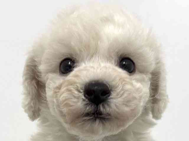 大阪府のビションフリーゼ (ひごペットフレンドリーベルファⅡ都島店/2025年10月20日生まれ/男の子/ホワイト)の子犬の1枚目の画像