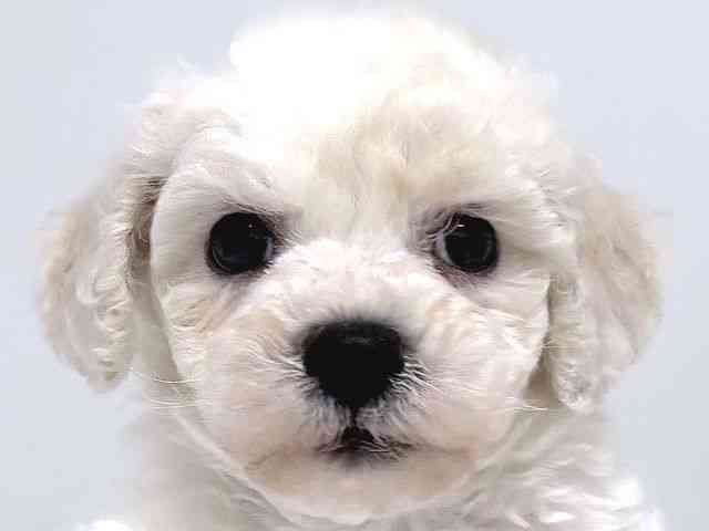 奈良県のビションフリーゼ (ひごペットフレンドリー奈良パワーシティ店/2025年10月20日生まれ/男の子/ホワイト)の子犬の1枚目の画像