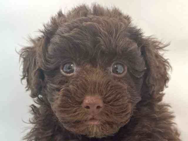 大阪府のトイプードル(トイ) (ひごペットフレンドリー堺プラットプラット店/2025年10月21日生まれ/女の子/ブラウン)の子犬の1枚目の画像