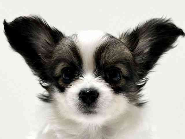 愛知県のパピヨン (ひごペットフレンドリーららぽーと名古屋みなとアクルス店/2025年10月21日生まれ/女の子/ホワイトブラウン)の子犬の1枚目の画像