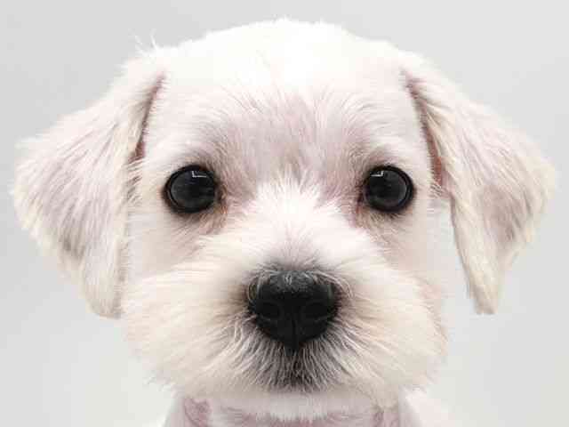 奈良県のシュナマル/マルシュナ(シュナウザー×マルチーズ) (ひごペットフレンドリー田原本店/2025年10月20日生まれ/女の子/ホワイト)の子犬の1枚目の画像