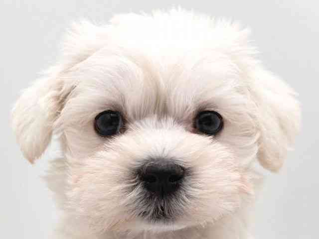奈良県のシュナマル/マルシュナ(シュナウザー×マルチーズ) (ひごペットフレンドリー田原本店/2025年10月20日生まれ/女の子/ホワイト)の子犬の1枚目の画像