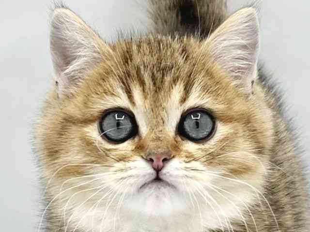 大阪府のミヌエット (ひごペットフレンドリーイトーヨーカドー津久野店/2025年10月15日生まれ/男の子/ゴールデン)の子猫の1枚目の画像