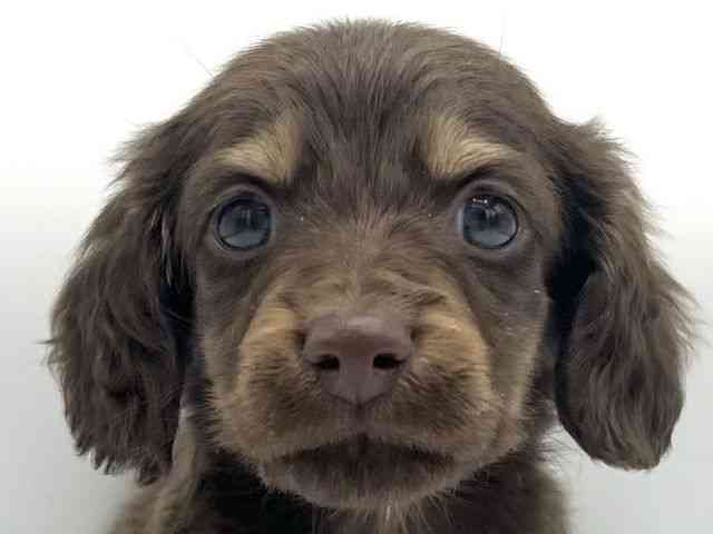 大阪府のミニチュアダックスフンド(ロング) (ひごペットフレンドリーららぽーとEXPOCITY店/2025年10月20日生まれ/男の子/チョコレートタン)の子犬の1枚目の画像