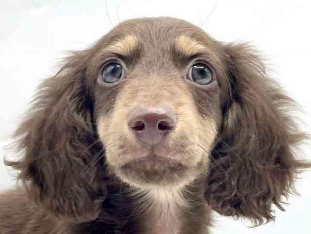 奈良県のミニチュアダックスフンド(ロング) (ひごペットフレンドリートナリエ大和高田店/2025年10月20日生まれ/男の子/チョコレートタン)の子犬の1枚目の画像