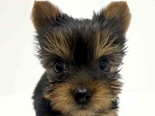 大阪府のヨークシャーテリア (ひごペットフレンドリーくずはモール店/2025年10月20日生まれ/男の子/スチールブルータン)の子犬の1枚目の画像