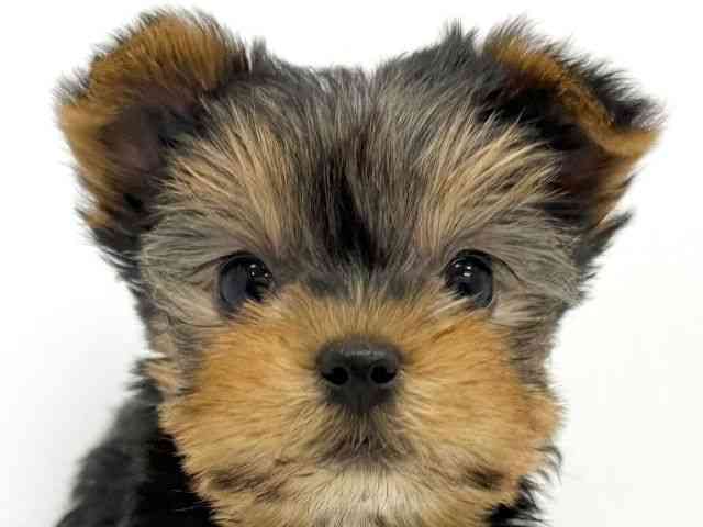 大阪府のヨークシャーテリア (ひごペットフレンドリーイオンタウン茨木太田店/2025年10月20日生まれ/女の子/スチールブルータン)の子犬の1枚目の画像