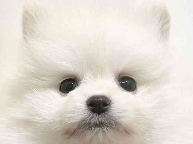 大阪府のポメラニアン (ひごペットフレンドリーイオン高槻店/2025年10月21日生まれ/男の子/クリーム)の子犬の1枚目の画像