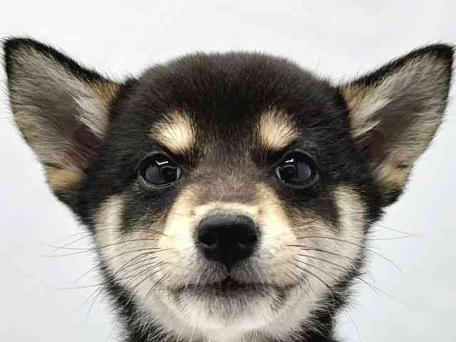 大阪府の柴犬(標準サイズ) (ひごペットフレンドリーイトーヨーカドー津久野店/2025年10月19日生まれ/女の子/黒)の子犬の1枚目の画像