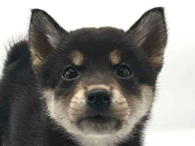 京都府の柴犬(標準サイズ) (ひごペットフレンドリーイオンモール高の原店/2025年10月19日生まれ/女の子/黒)の子犬の1枚目の画像