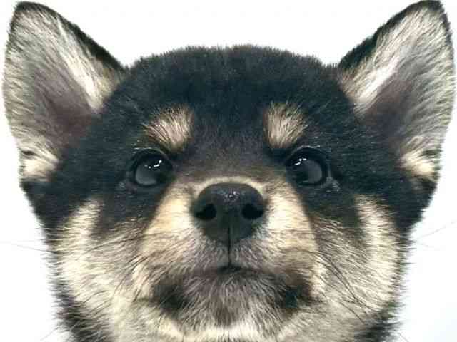 大阪府の柴犬(標準サイズ) (ひごペットフレンドリーイオン高槻店/2025年10月19日生まれ/男の子/黒)の子犬の1枚目の画像