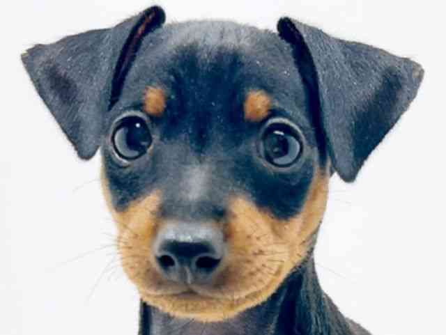 広島県のミニチュアピンシャー (ひごペットフレンドリーフジグラン神辺店/2025年10月21日生まれ/男の子/ブラックタン)の子犬の1枚目の画像