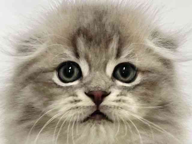 高知県のスコティッシュフォールド (ひごペットフレンドリーイオンモール高知店/2025年10月20日生まれ/男の子/ブルータビーホワイト)の子猫の1枚目の画像