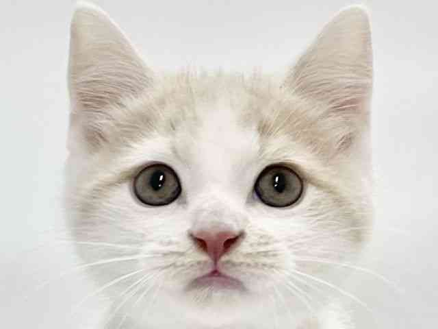 高知県のマンチカン (ひごペットフレンドリーイオンモール高知店/2025年10月18日生まれ/男の子/クリームホワイト)の子猫の1枚目の画像