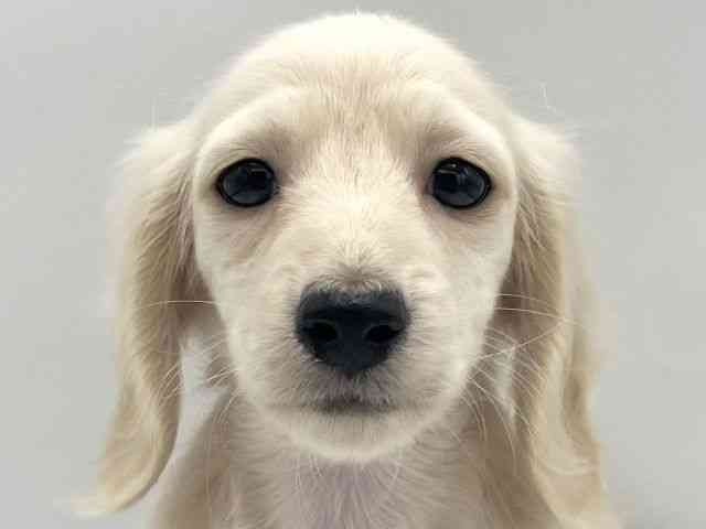 大阪府のミニチュアダックスフンド(ロング) (ひごペットフレンドリーららぽーとEXPOCITY店/2025年10月22日生まれ/女の子/イエロー)の子犬の1枚目の画像