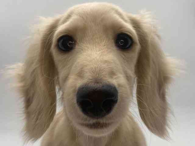 島根県のミニチュアダックスフンド(ロング) (ひごペットフレンドリーイオンモール出雲店/2025年10月22日生まれ/女の子/イエロー)の子犬の1枚目の画像