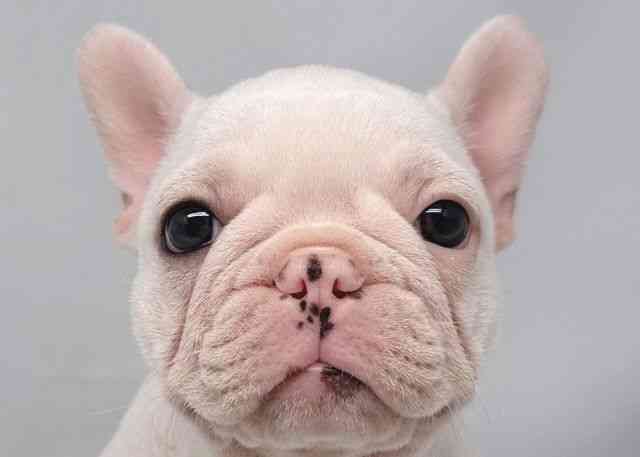 鳥取県のフレンチブルドッグ (ひごペットフレンドリーイオンモール鳥取北店/2025年10月17日生まれ/男の子/クリーム)の子犬の1枚目の画像