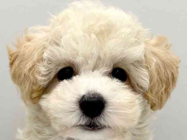 京都府のトイプードル(トイ) (ひごペットフレンドリー京都店/2025年10月20日生まれ/女の子/ホワイト)の子犬の1枚目の画像