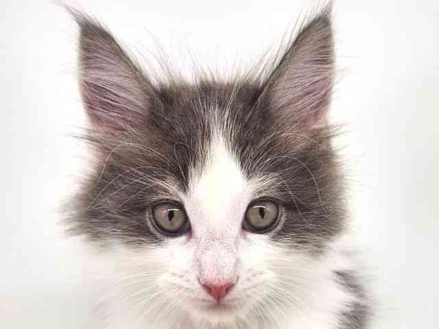 大阪府のメインクーン (ひごペットフレンドリー泉ヶ丘店/2025年10月22日生まれ/男の子/ブルーホワイト)の子猫の1枚目の画像