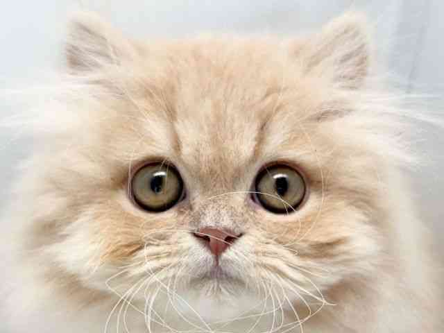 京都府のエキゾチック (ひごペットフレンドリー洛北阪急スクエア店/2025年10月20日生まれ/男の子/クリームタビー)の子猫の1枚目の画像