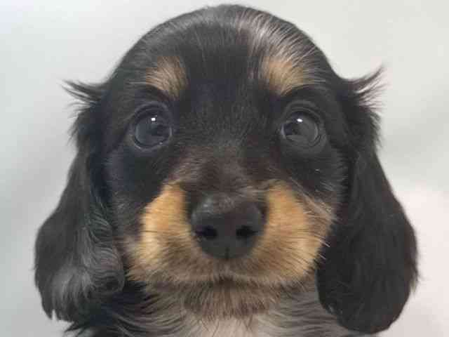 大阪府のミニチュアダックスフンド(ロング) (ひごペットフレンドリー堺プラットプラット店/2025年10月22日生まれ/男の子/シルバーダップル)の子犬の1枚目の画像