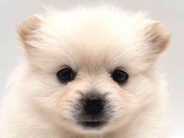 奈良県のポメラニアン (ひごペットフレンドリー田原本店/2025年10月22日生まれ/男の子/クリーム)の子犬の1枚目の画像