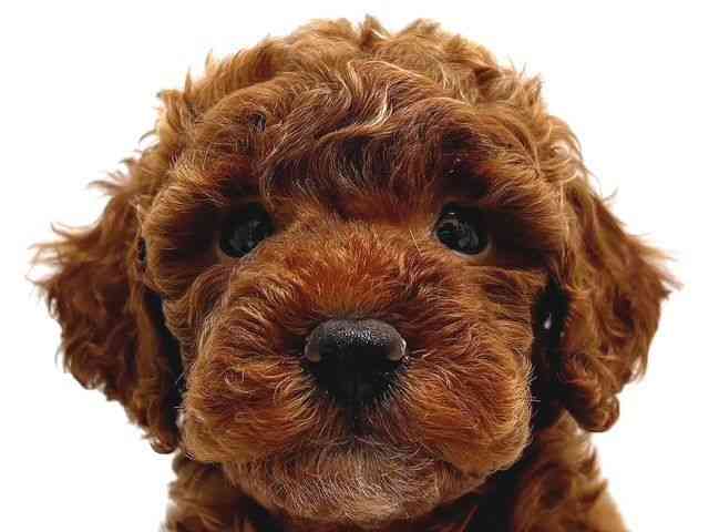 奈良県のトイプードル(トイ) (ひごペットフレンドリー奈良パワーシティ店/2025年10月22日生まれ/女の子/レッド)の子犬の1枚目の画像