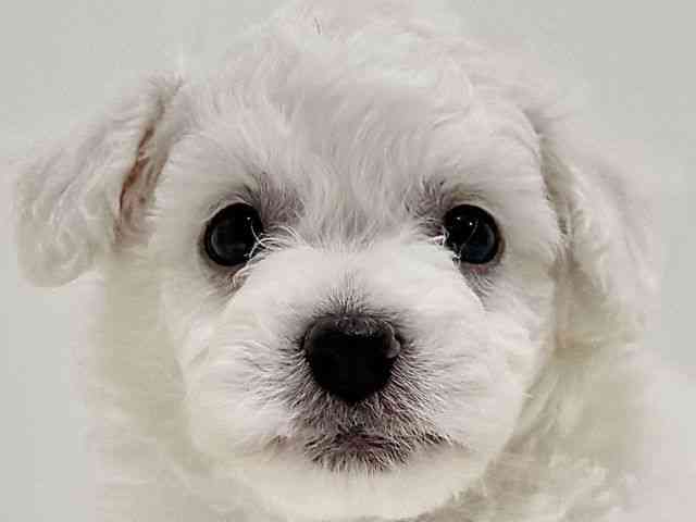 奈良県のビションフリーゼ (ひごペットフレンドリーイオンモール橿原ウエスト・ビレッジ店/2025年10月22日生まれ/男の子/ホワイト)の子犬の1枚目の画像