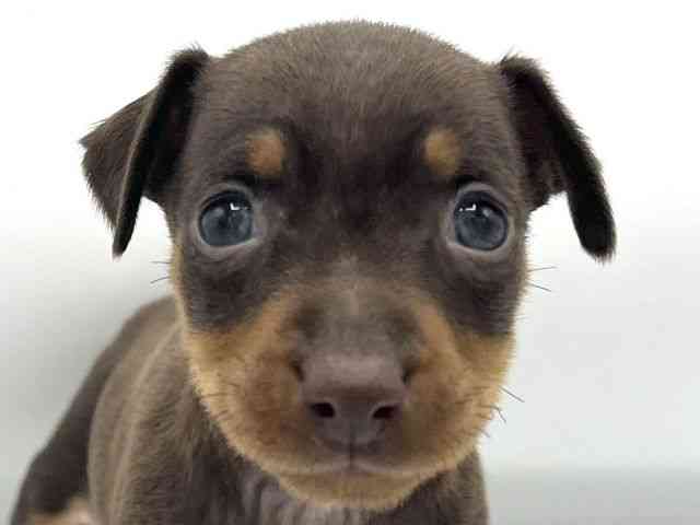 大阪府のミニチュアピンシャー (ひごペットフレンドリーららぽーとEXPOCITY店/2025年10月22日生まれ/女の子/チョコレートタン)の子犬の1枚目の画像