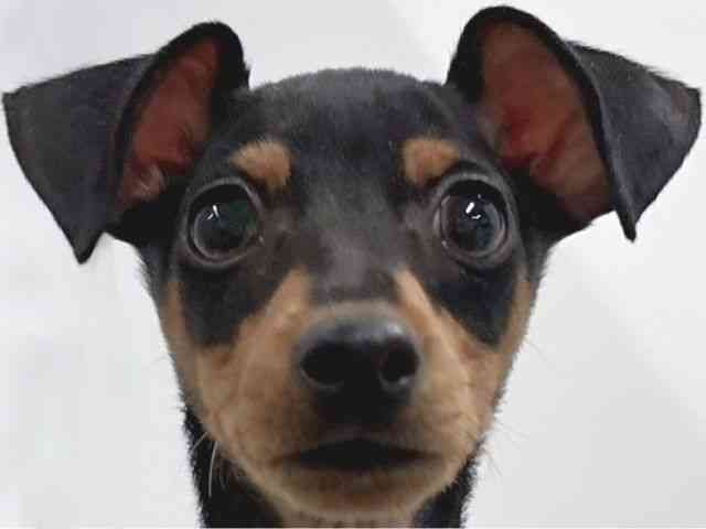 京都府のミニチュアピンシャー (ひごペットフレンドリー京都店/2025年10月22日生まれ/男の子/ブラックタン)の子犬の1枚目の画像