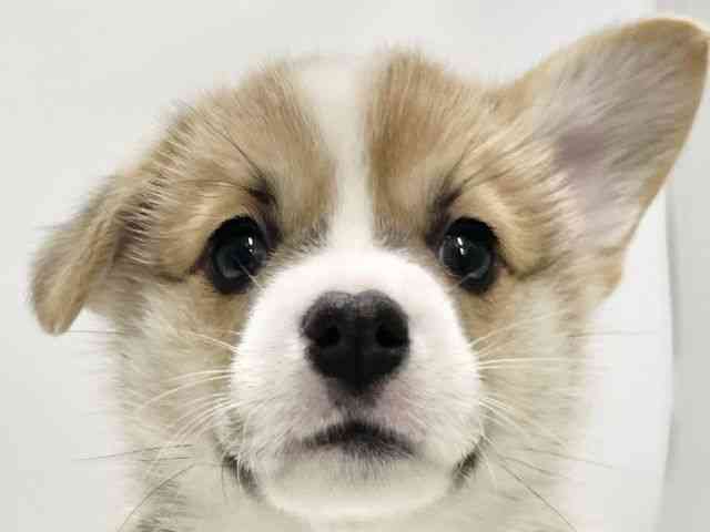 高知県のウェルシュコーギーペンブローク (ひごペットフレンドリーイオンモール高知店/2025年10月22日生まれ/男の子/セーブルホワイト)の子犬の1枚目の画像