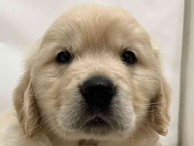 和歌山県のゴールデンレトリバー (ひごペットフレンドリーパームシティ和歌山店/2025年10月22日生まれ/男の子/クリーム)の子犬の1枚目の画像