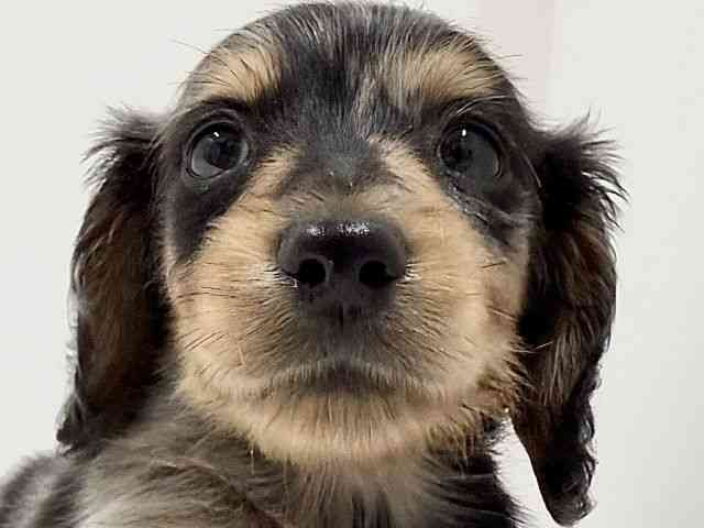 奈良県のミニチュアダックスフンド(ロング) (ひごペットフレンドリーイオンモール橿原ウエスト・ビレッジ店/2025年10月22日生まれ/男の子/シルバーダップル)の子犬の1枚目の画像