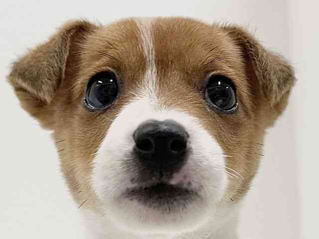 奈良県のジャックラッセルテリア (ひごペットフレンドリーイオンモール橿原ウエスト・ビレッジ店/2025年10月22日生まれ/女の子/タンホワイト)の子犬の1枚目の画像