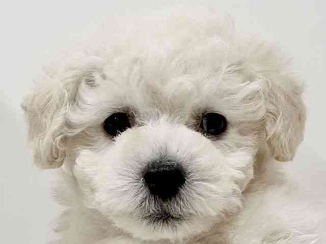 奈良県のトイプードル(トイ) (ひごペットフレンドリーイオンモール橿原ウエスト・ビレッジ店/2025年10月23日生まれ/男の子/ホワイト)の子犬