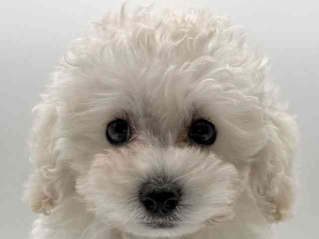 愛知県のトイプードル(トイ) (ひごペットフレンドリープライムツリー赤池店/2025年10月22日生まれ/女の子/ホワイト)の子犬の1枚目の画像