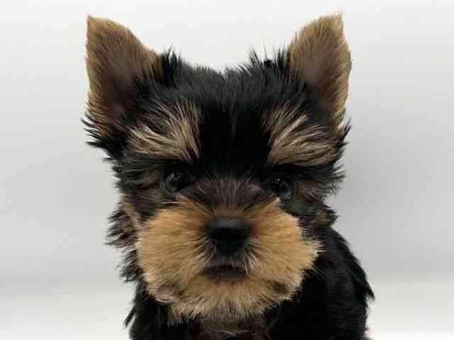 京都府のヨークシャーテリア (ひごペットフレンドリーイオンモール高の原店/2025年10月23日生まれ/男の子/スチールブルータン)の子犬の1枚目の画像