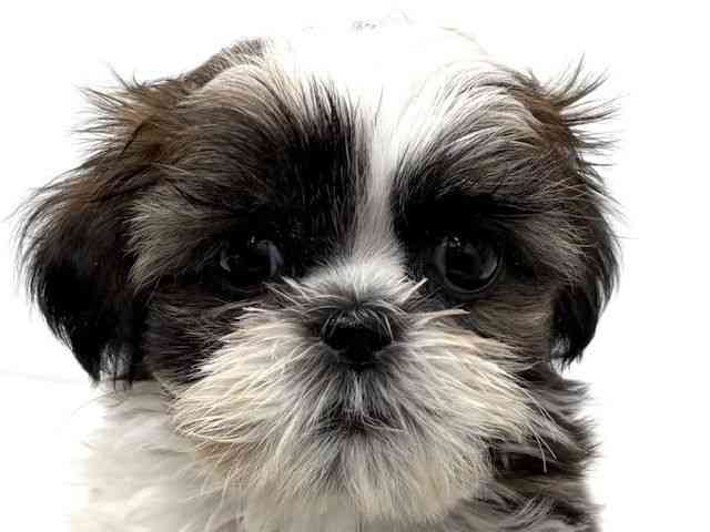 大阪府のシーズー (ひごペットフレンドリーベルファⅡ都島店/2025年10月21日生まれ/女の子/ホワイトゴールド)の子犬の1枚目の画像