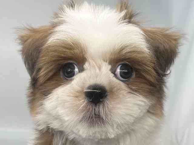 徳島県のシーズー (ひごペットフレンドリーゆめタウン徳島店/2025年10月21日生まれ/男の子/ゴールドホワイト)の子犬の1枚目の画像