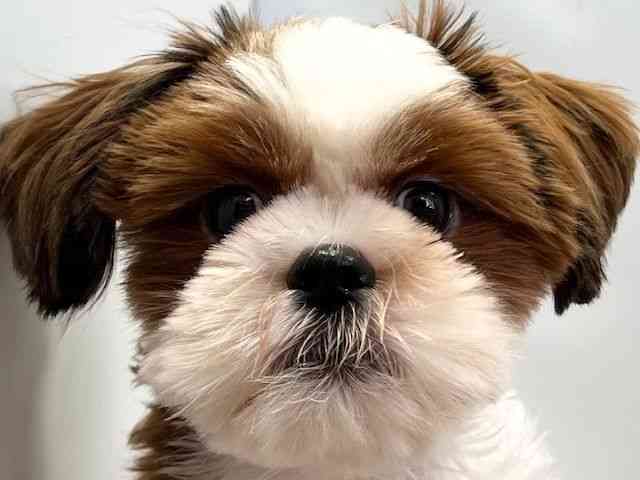 愛媛県のシーズー (ひごペットフレンドリーエミフルMASAKI店/2025年10月21日生まれ/男の子/ゴールドホワイト)の子犬の1枚目の画像