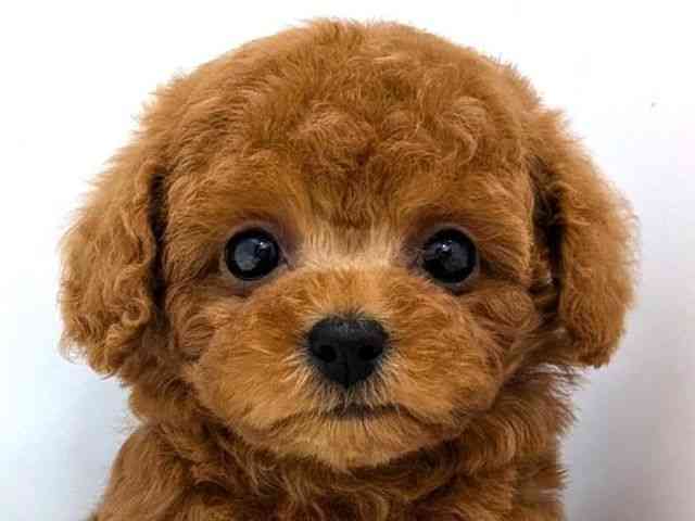 広島県のトイプードル(トイ) (ひごペットフレンドリーゆめタウン廿日市店/2025年10月22日生まれ/男の子/レッドフォーン)の子犬