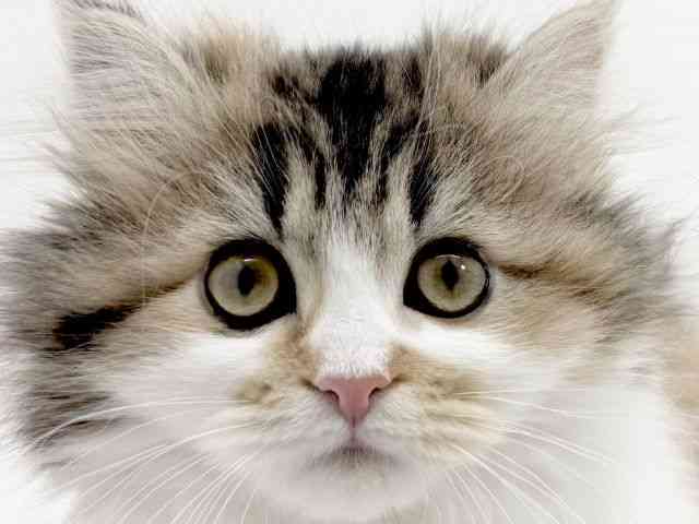 京都府のミヌエット (ひごペットフレンドリーイズミヤショッピングセンター八幡店/2025年10月18日生まれ/女の子/ブラウンパッチドタビーホワイト)の子猫の1枚目の画像