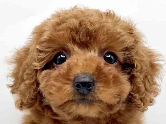 奈良県のトイプードル(トイ) (ひごペットフレンドリートナリエ大和高田店/2025年9月23日生まれ/女の子/レッドフォーン)の子犬の1枚目の画像