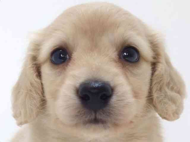 大阪府のミニチュアダックスフンド(ロング) (ひごペットフレンドリーいこらもーる泉佐野店/2025年10月25日生まれ/男の子/イエロー)の子犬の1枚目の画像