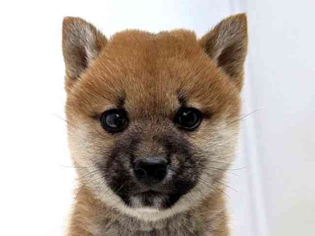 広島県の柴犬(標準サイズ) (ひごペットフレンドリーゆめタウン廿日市店/2025年10月24日生まれ/男の子/赤)の子犬の1枚目の画像