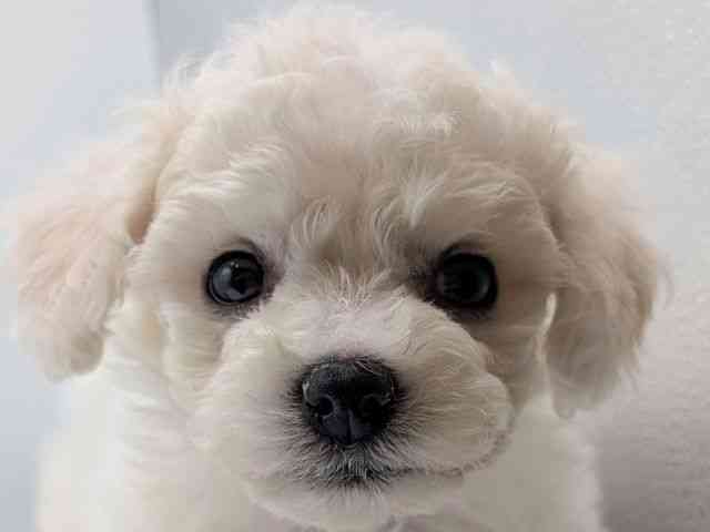 香川県のビションフリーゼ (ひごペットフレンドリーゆめタウン高松店/2025年10月24日生まれ/女の子/ホワイト)の子犬の1枚目の画像